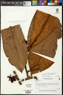 Guatteria guianensis image
