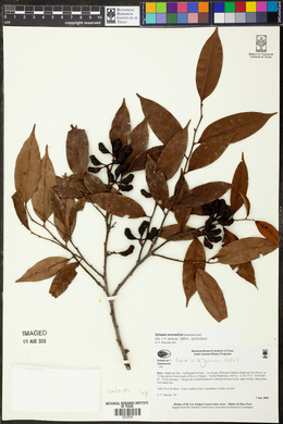 Xylopia aromatica image