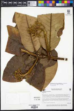 Aspidosperma myristicifolium image