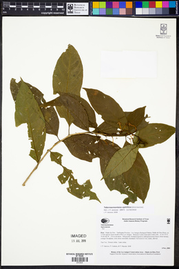 Tabernaemontana siphilitica image