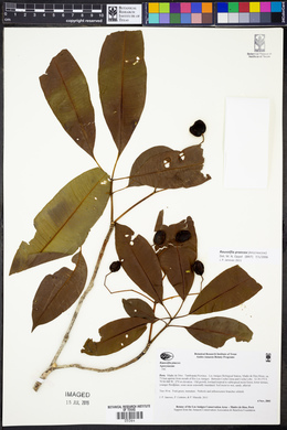 Rauvolfia praecox image