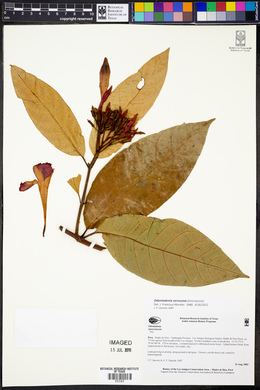 Odontadenia verrucosa image