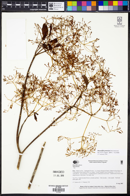 Rauvolfia praecox image