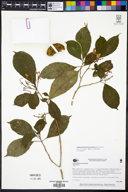 Tabernaemontana cymosa image