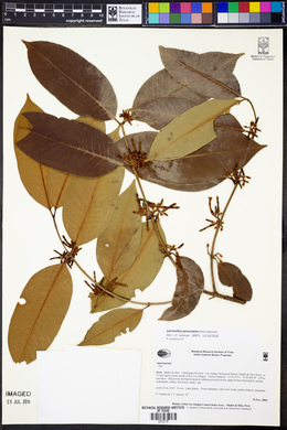 Lacmellea arborescens image