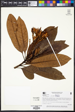 Himatanthus sucuuba image