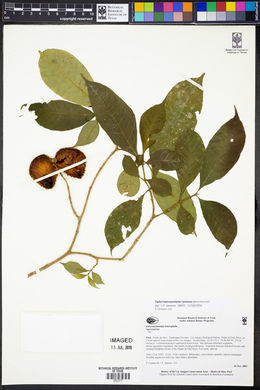 Tabernaemontana cymosa image