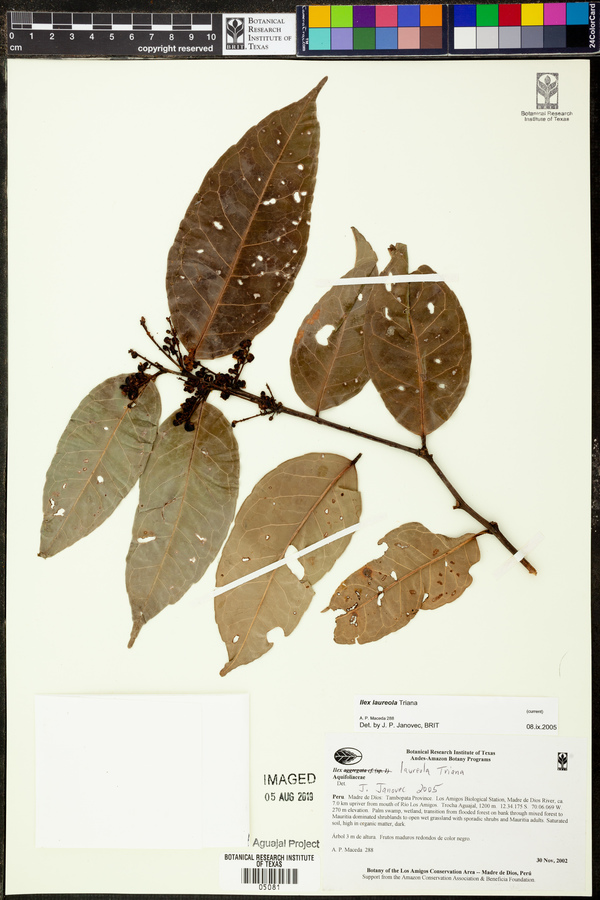 Ilex laureola image