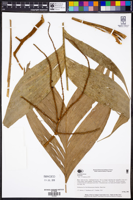 Geonoma deversa image