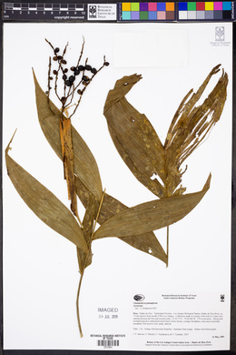 Chamaedorea pinnatifrons image