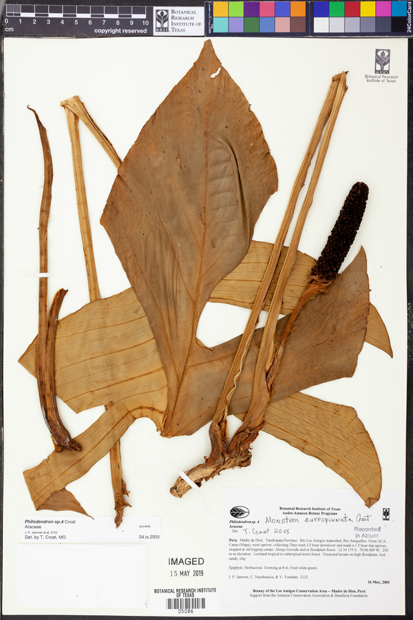 Monstera aureopinnata image
