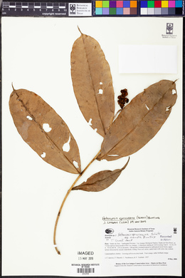Heteropsis spruceana image