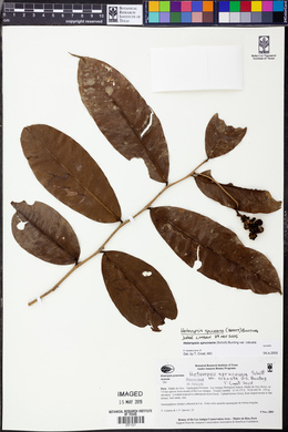 Heteropsis spruceana image