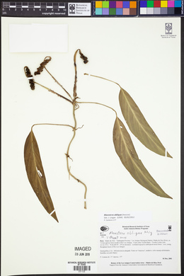 Monstera obliqua image