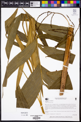Chamaedorea pinnatifrons image