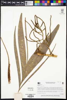 Geonoma deversa image