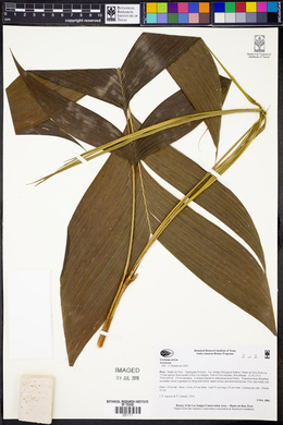 Geonoma stricta image