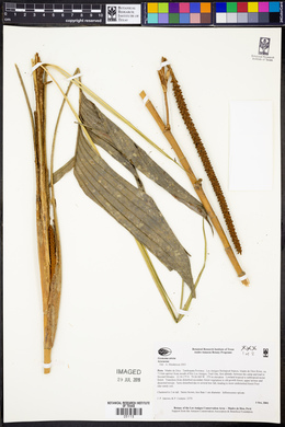 Geonoma stricta image