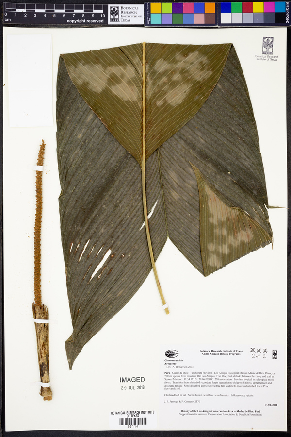 Geonoma stricta image