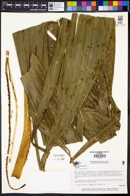 Chamaedorea pauciflora image