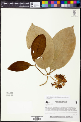 Prestonia mollis image