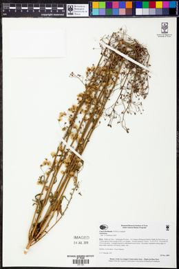 Conyza floribunda image