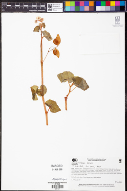 Begonia fischeri image
