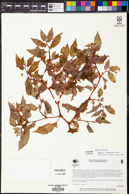 Begonia semiovata image