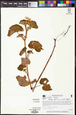 Begonia fischeri image