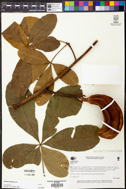 Pachira aquatica image