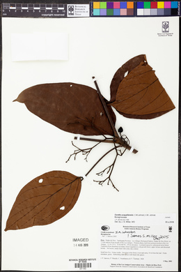 Cordia ucayaliensis image