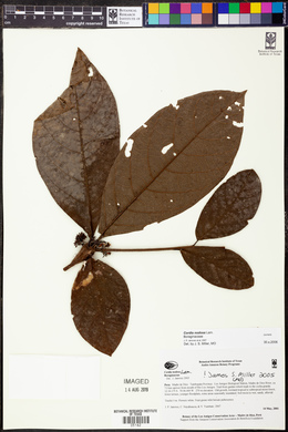 Cordia nodosa image