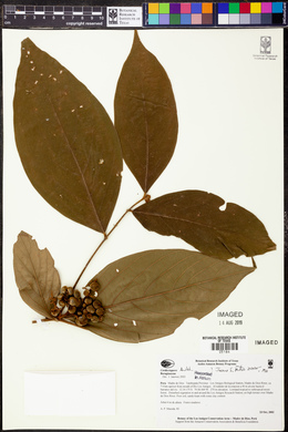 Cordia toqueve image
