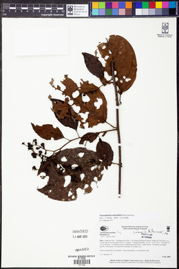 Tournefortia maculata image