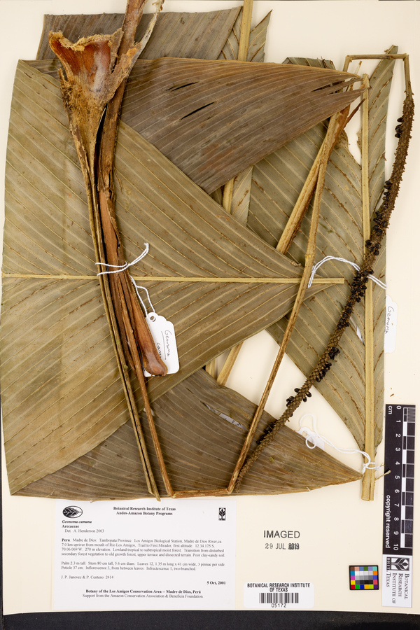 Geonoma camana image