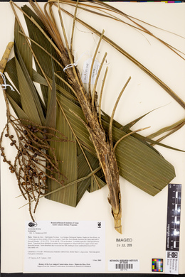 Geonoma deversa image
