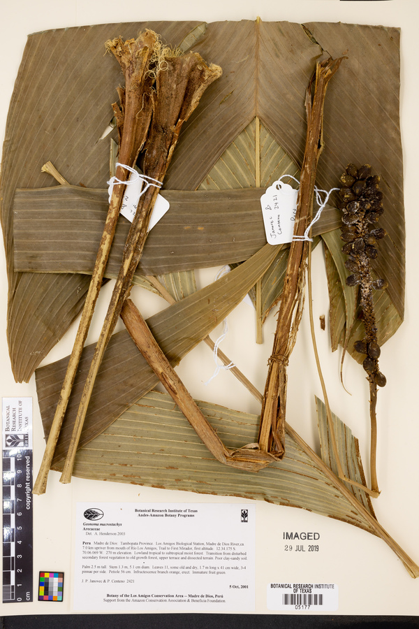 Geonoma macrostachys image