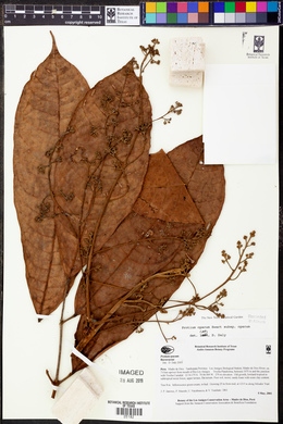 Protium opacum image