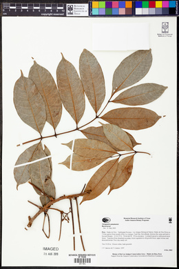 Tetragastris panamensis image