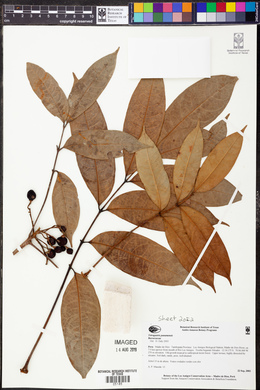 Tetragastris panamensis image