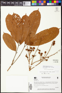 Protium opacum image
