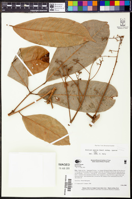 Protium opacum image