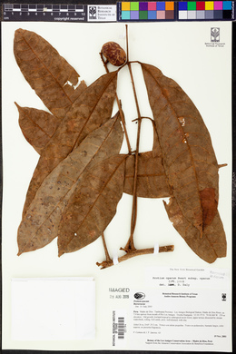 Protium opacum image