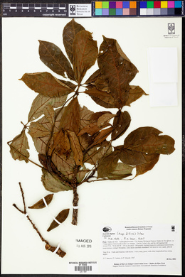 Jacaratia digitata image