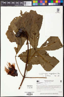 Caryocar amygdaliforme image