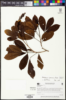 Anthodiscus peruanus image