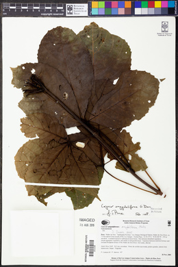 Caryocar amygdaliferum image