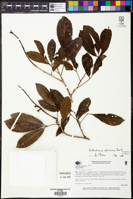Anthodiscus peruanus image