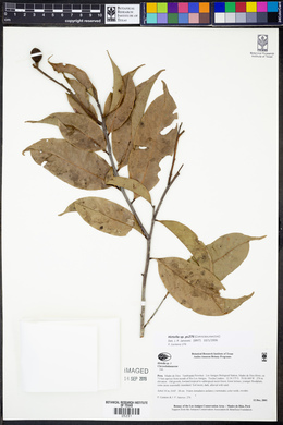 Image Associated With the Occurence