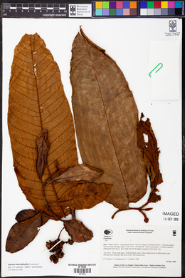Vismia macrophylla image